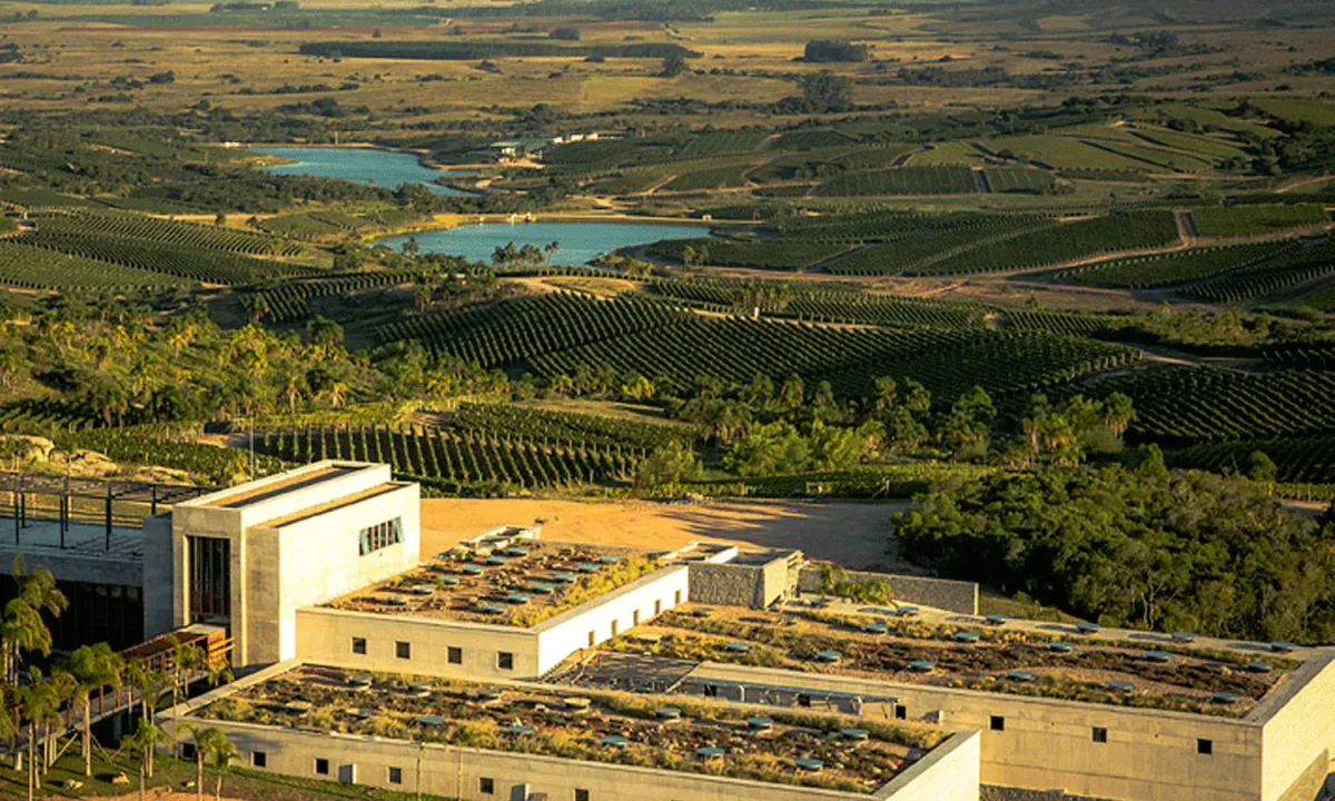 Wine and olive experience in Garzon