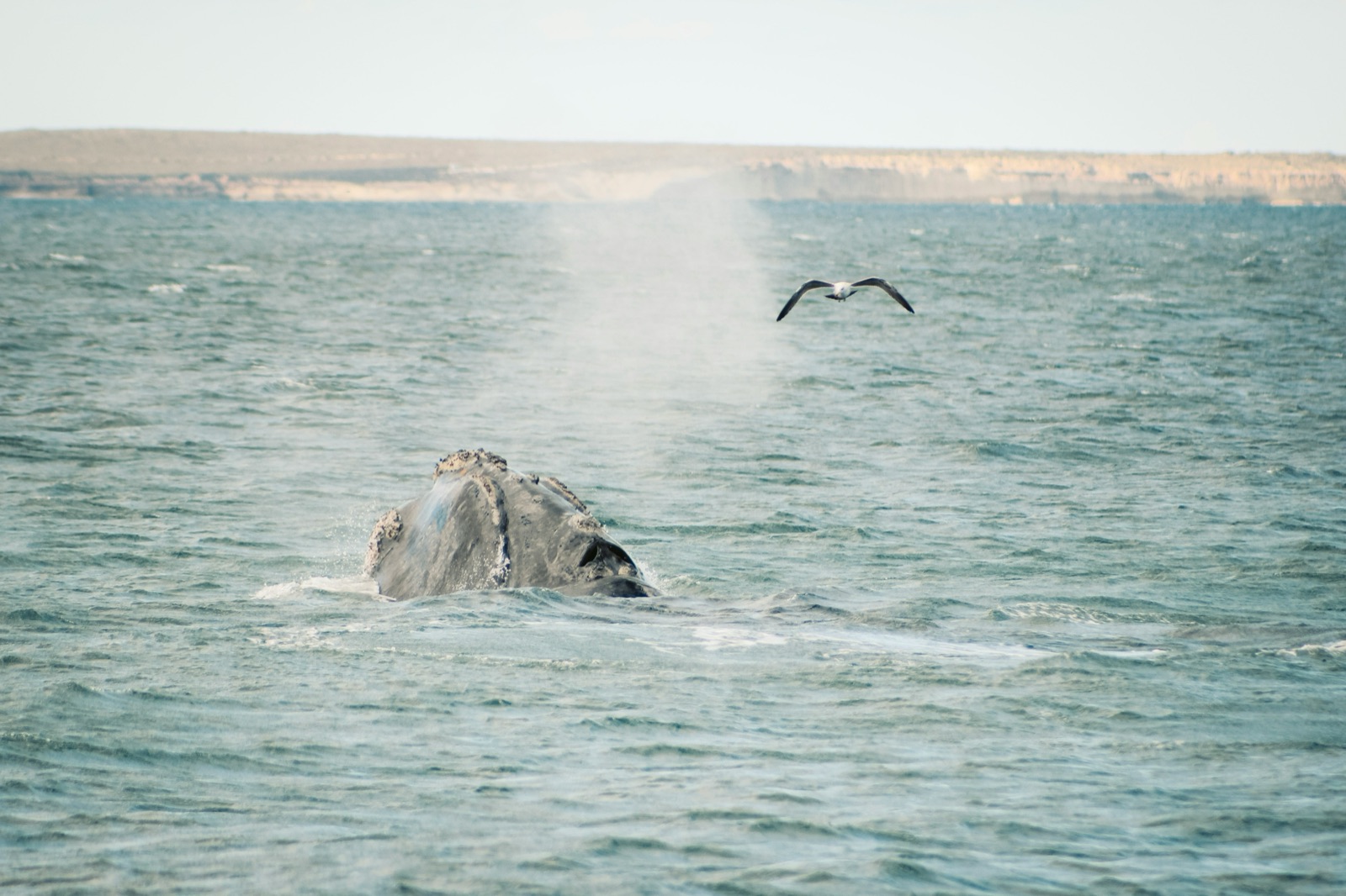 Day 16 — El Calafate to Puerto Madryn