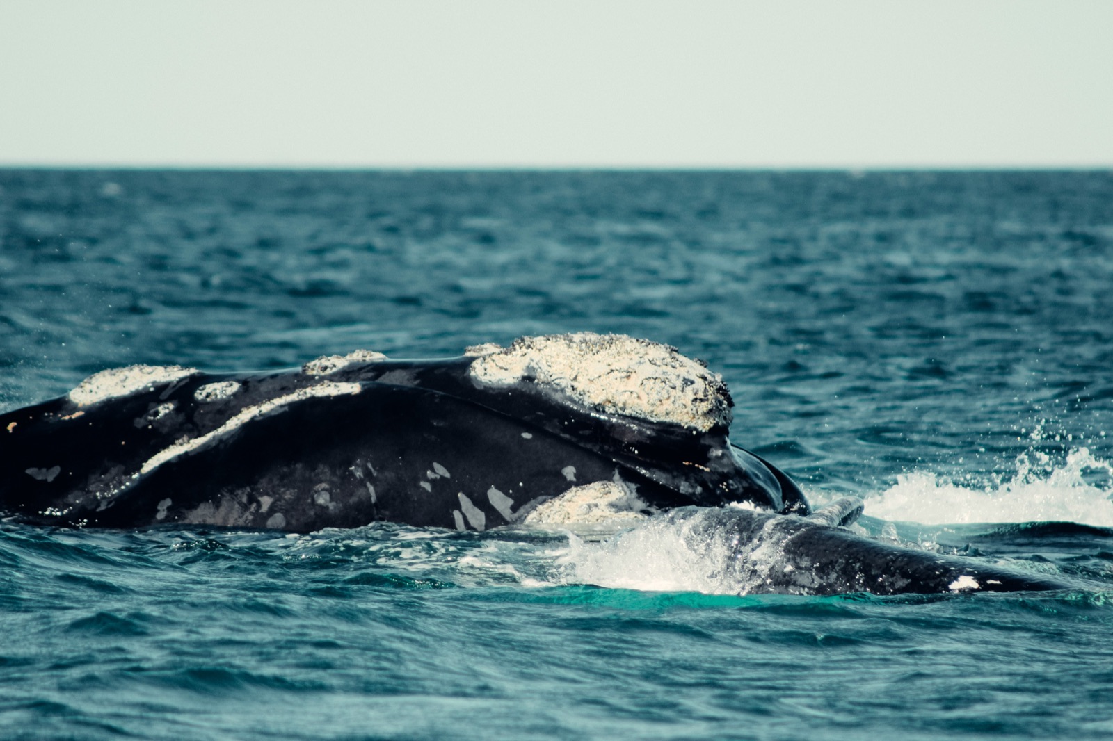 Day 17 — Whale Watching