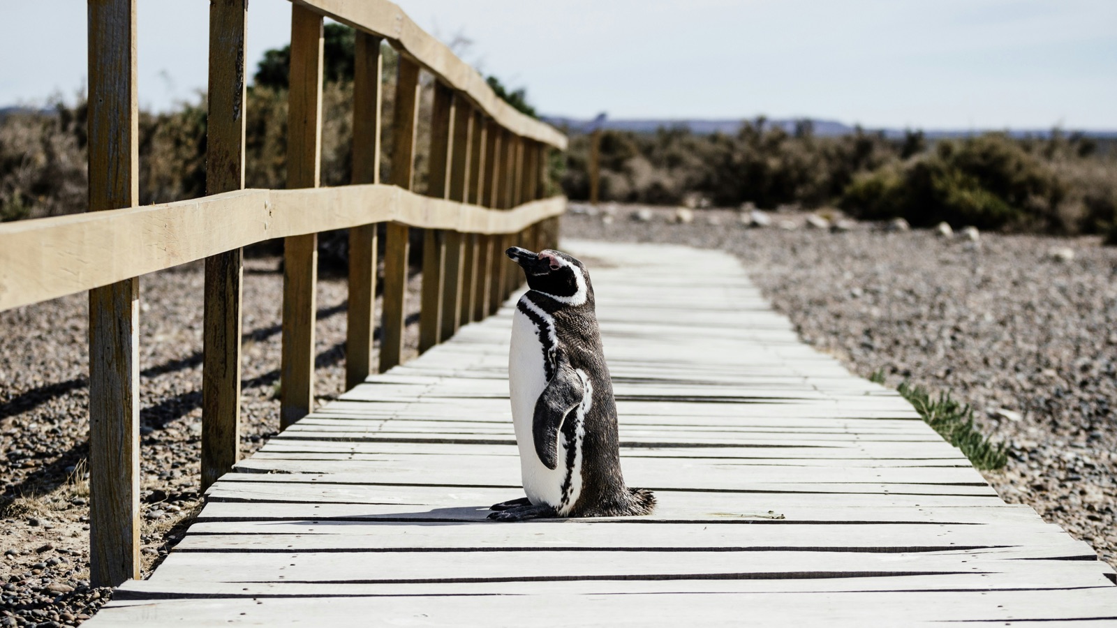 Day 18 — Penguin Sightseeing
