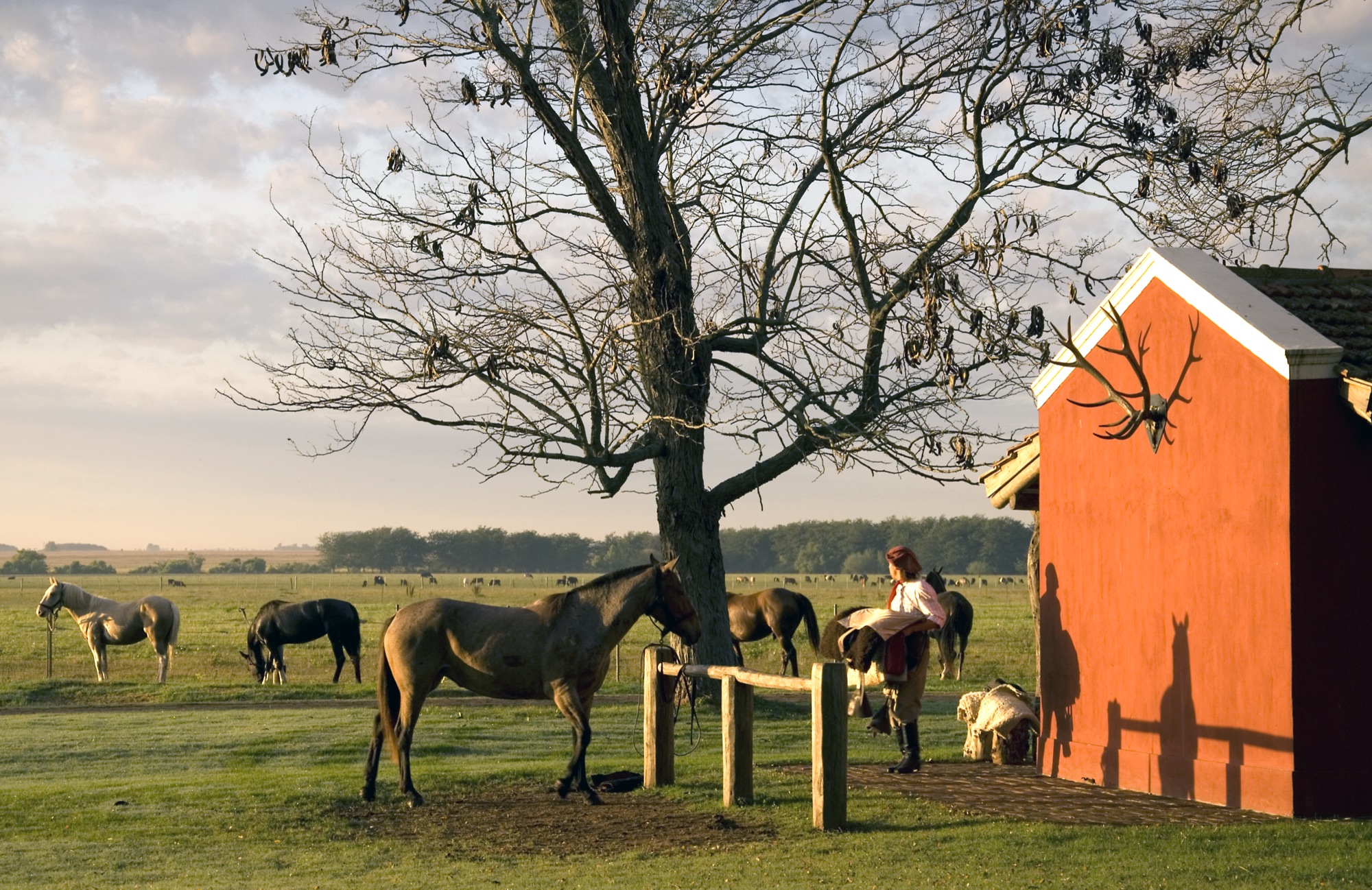 Day 3 — Horses at an Argentine estancia at sunset
