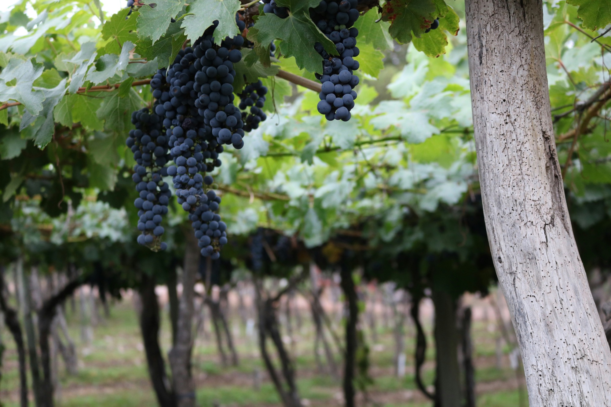 Day 6 — Malbec grapes hanging in a Mendoza vineyard