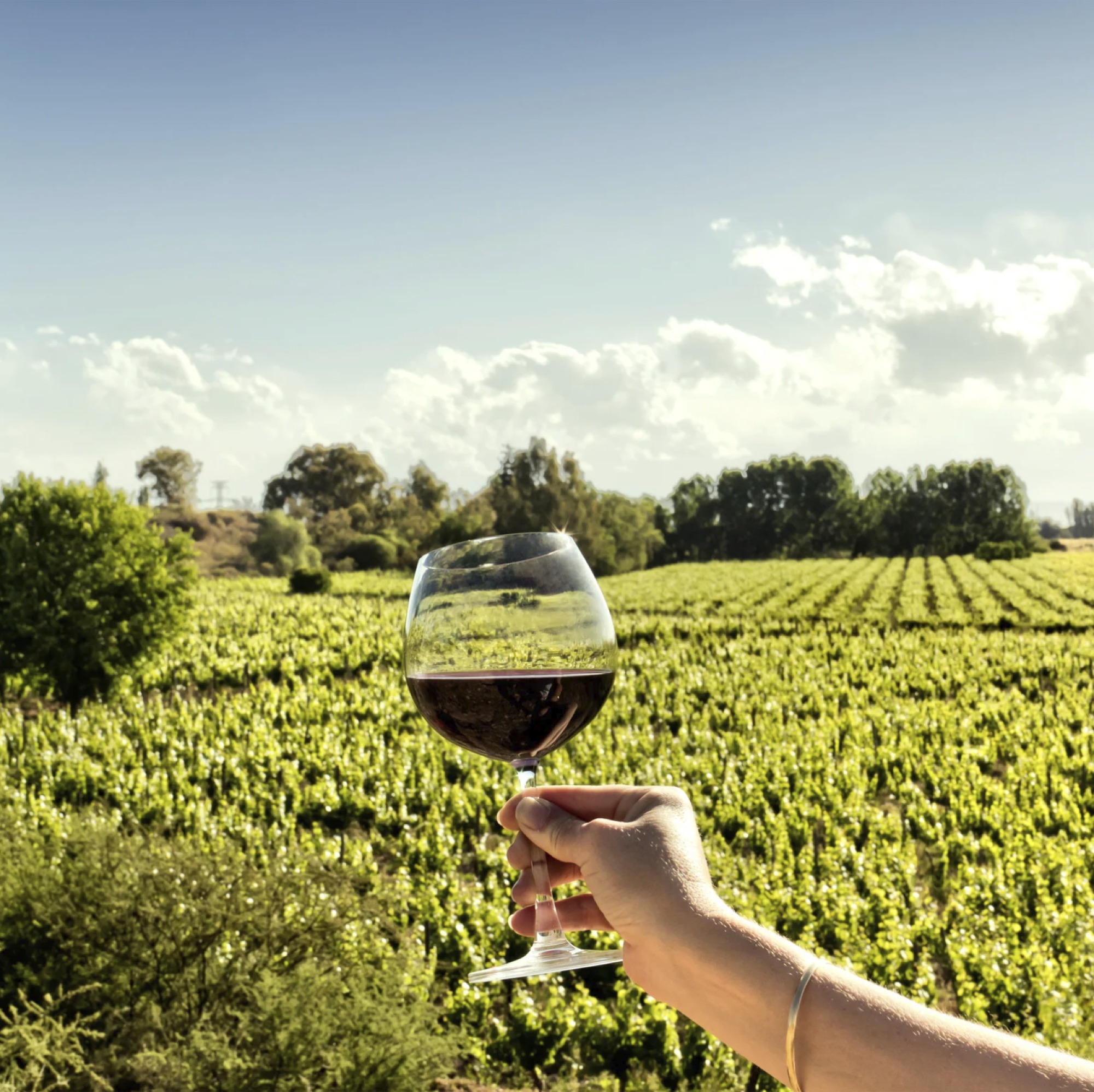 Day 7 — A glass of Malbec raised over Mendoza vineyards