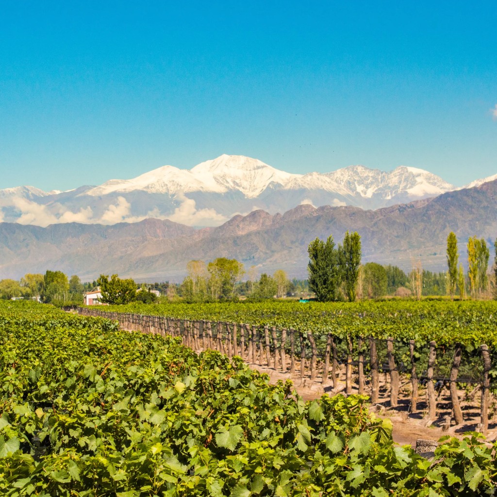 Vineyards of Mendoza framed by the snow-capped Andes