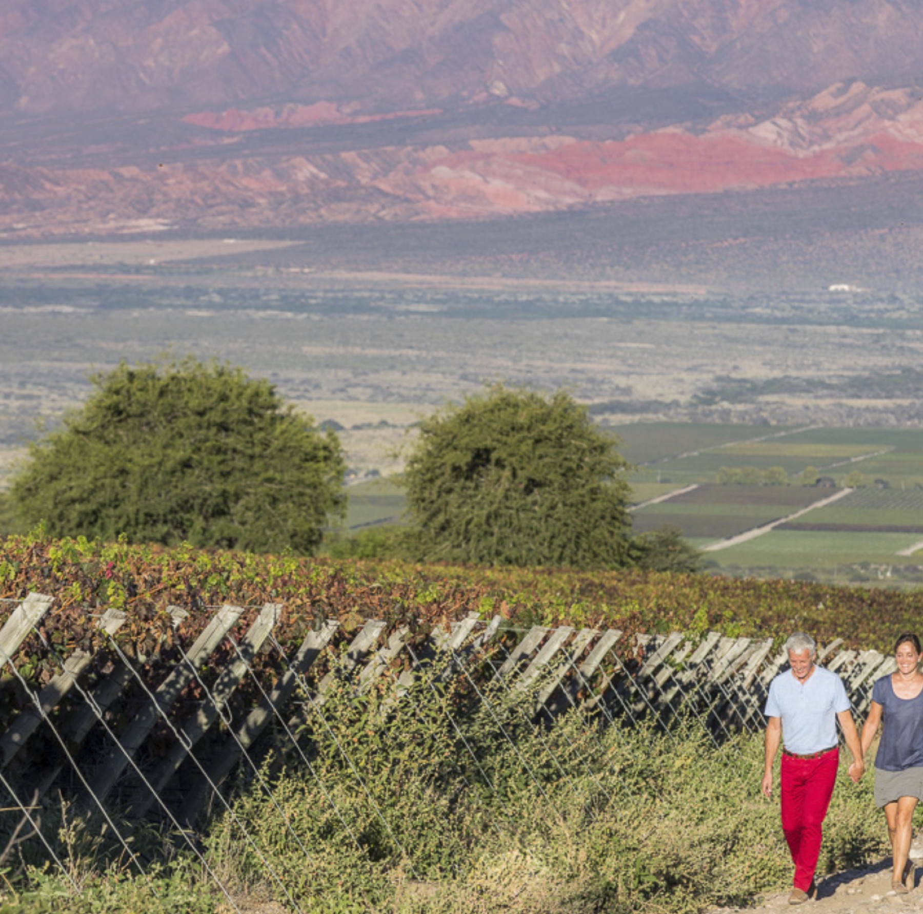 Day 8 — Cafayate wineries
