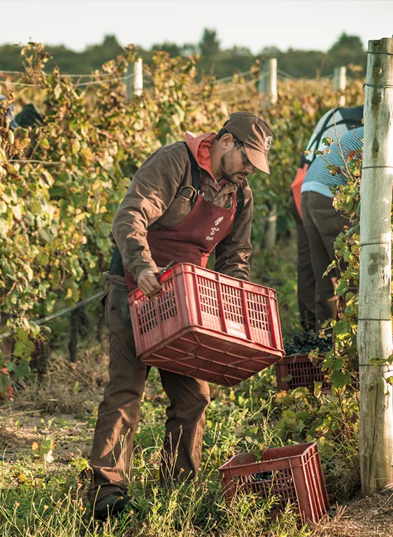 Vineyard harvest in Uruguay