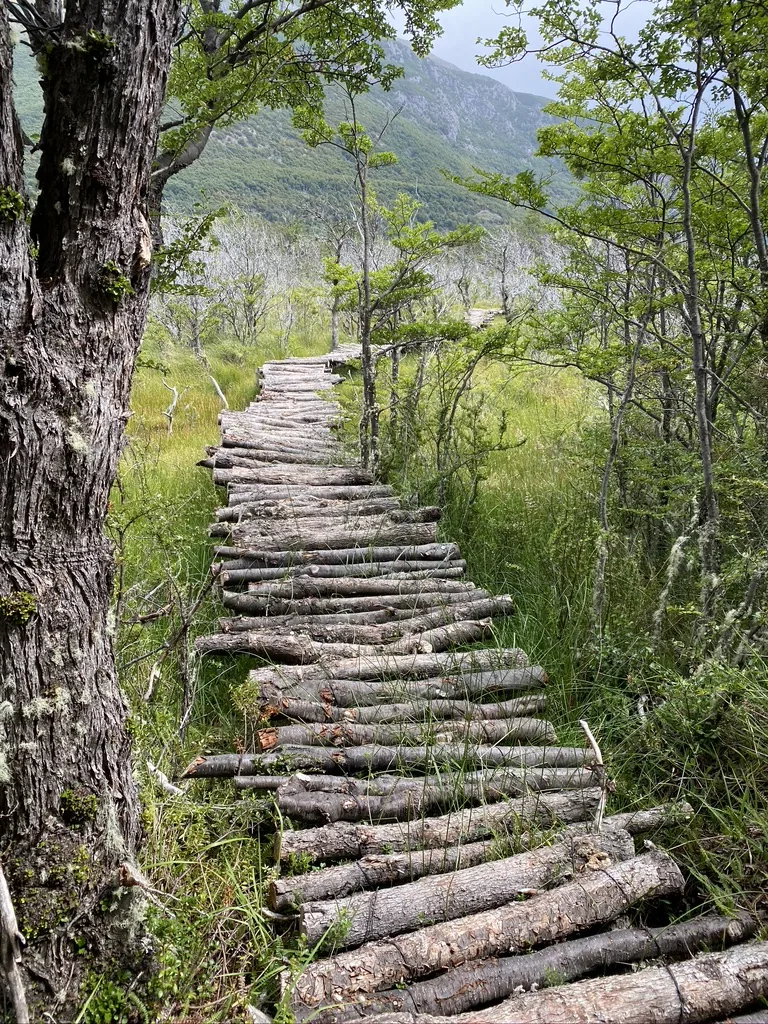A rustic footbridge crossing the native Patagonian forest
