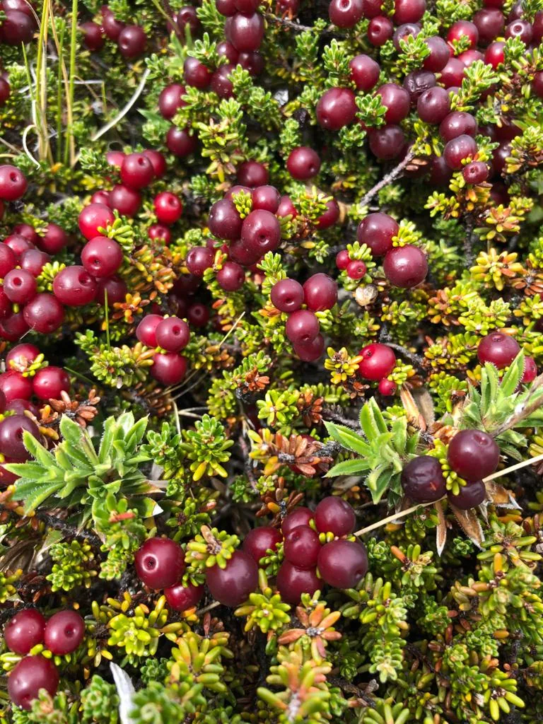Red berries growing among native Patagonian flora