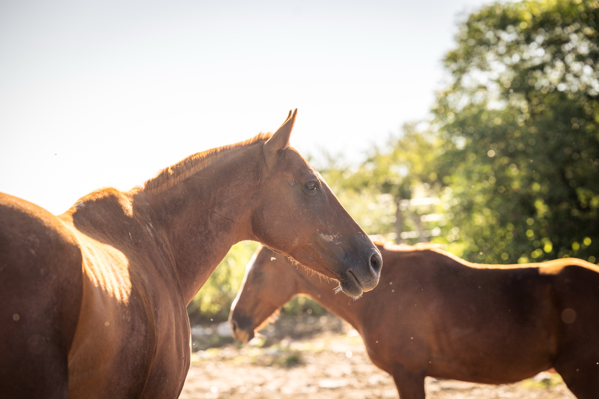 Horses in the warm afternoon light of Mendoza