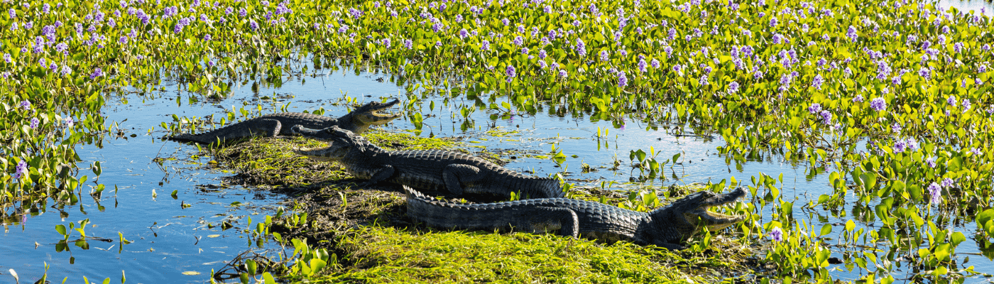 Ibera wetlands