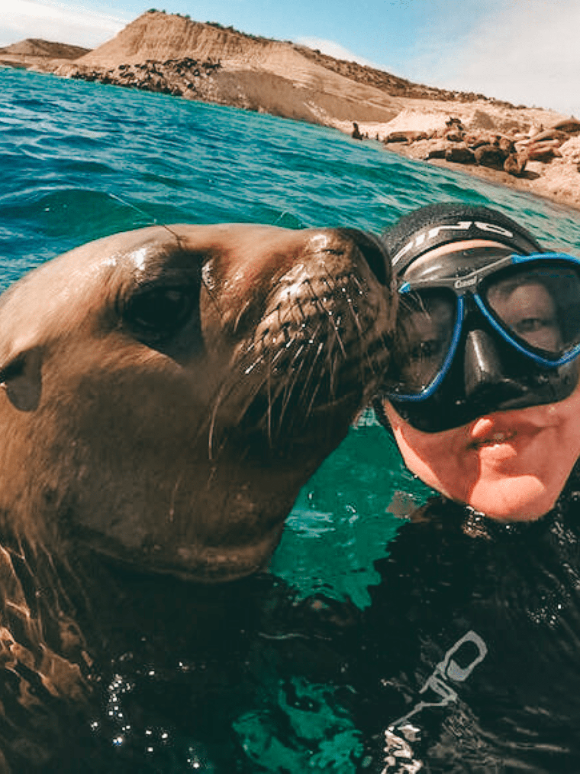 SEA LIONS SNORKELING