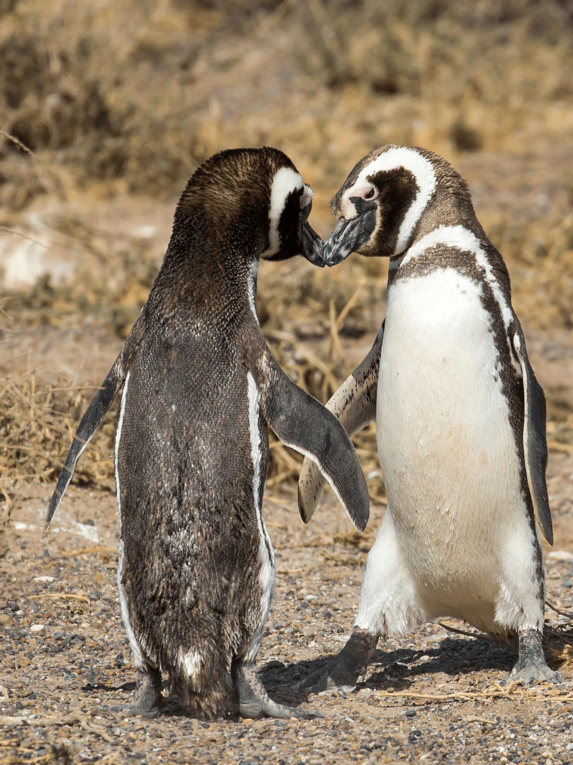 PENGUIN SIGHTSEEING