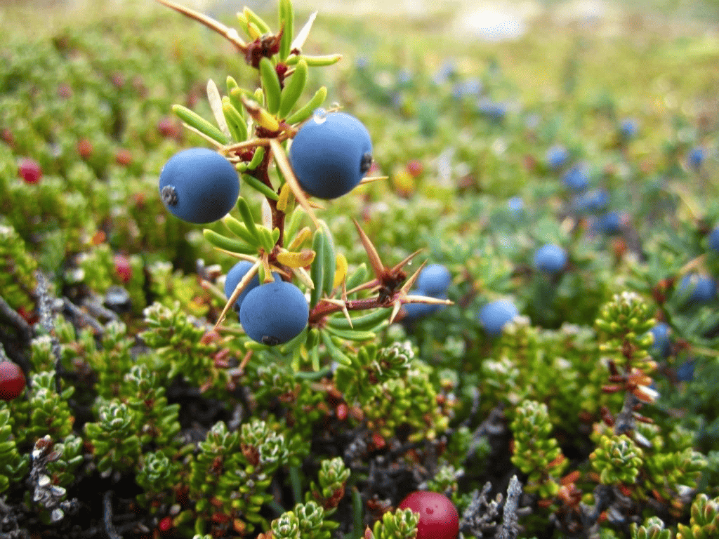 Calafate berry